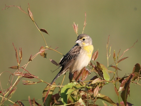 An image of a bird perched on top of vegetation.