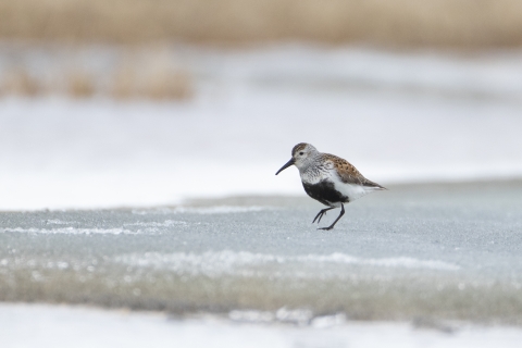 a white black and brown bird with a long bill on the ice