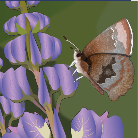 An illustration of a brown and grey butterfly perched on a purple, conical flower