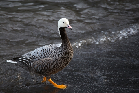 grey goose with a white head and yellow feet by the shore