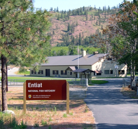 View of hatchery from the road entrance, with the hatchery sign to the left of the road.