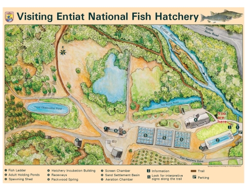 An illustrated map of the hatchery in aerial view.