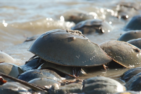 Horseshoe crabs, with their armour-like shells or exoskeletons, come ashore by the thousands in spring at Mispillion Harbor, Delaware. 