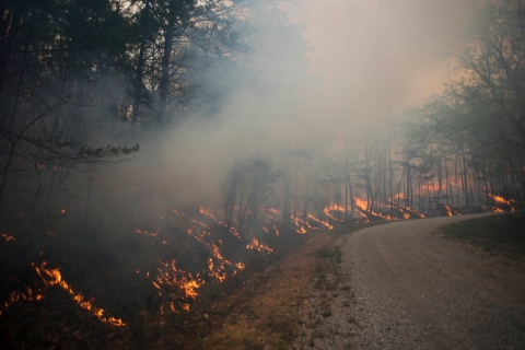 An image of a prescribed burn beside a gravel road.