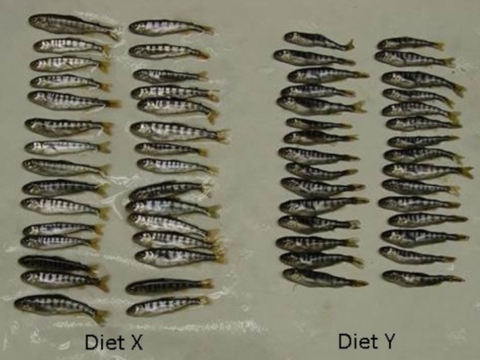 Is the Quality of the Feed Good and Good for the Fish? What do These Results Mean?