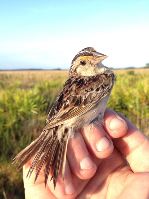 A small brown bird is held in a hand. Grasslands are in the background.