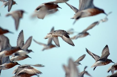Image of red knot birds flying in the air