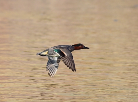 A duck with a green band on its wings (called a green-winged teal) flies over water at Seedskadee National Wildlife Refuge in Wyoming.