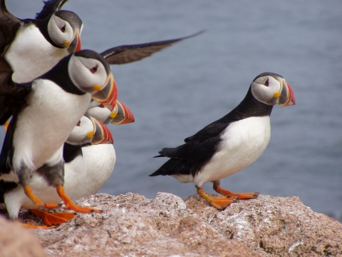 Atlantic puffins--plump black and white birds with orange beaks and feet -- group together on rocky cliffs at Maine Coastal Islands National Wildlife Refuge. 