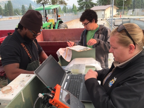 Three biologists work as a team to collect data at a hatchery.