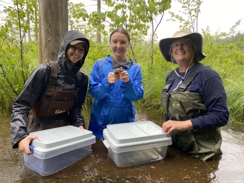 Two students and one teacher standing in a wetland with waders. Two floating containers in front of them, with one student holding a Blanding's turtle headstart to release