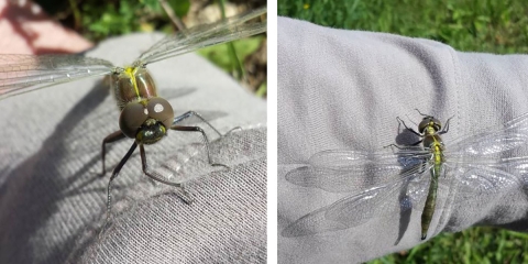 A dragon fly lands on the sleeve of a grey shirt.