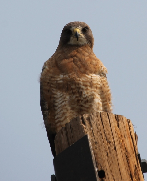 A large bird perched on a telephone pole