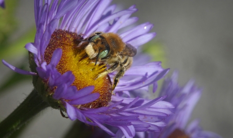  a leafcutter bee on a seaside daisy