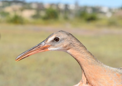 side view of a tan colored bird with long, orange beak 