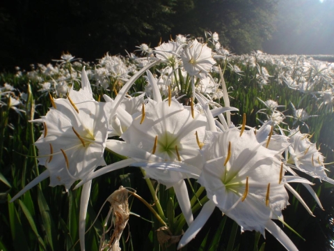 An image of many white Cahaba Lilies on a sunny day.