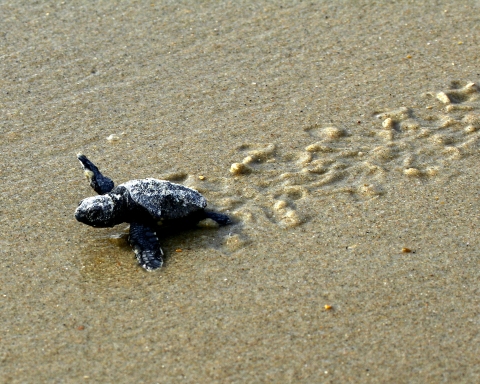 A tiny loggerhead turtle hatchling crawls across the sand at Pea Island National Wildlife Refuge.