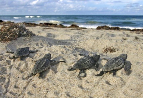 Tiny loggerhead sea turtle hatchlings head across the sand to sea.