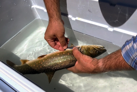 A bull trout is held in water in a cooler while a tag is attached to its body.