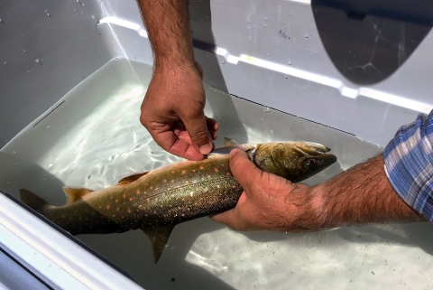 A bull trout is held in water in a cooler while a tag is attached to its body.