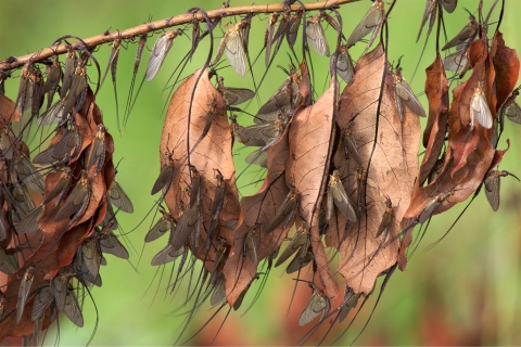 Winged insects called mayflies attach themselves to leaves hanging from a branch at Eufaula National Wildlife Refuge in Alabama and Georgia.