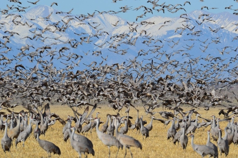 Sandhill cranes fill the air and the fields at Monte Vista National Wildlife Refuge in Colorado, site of annual Crane Fest.