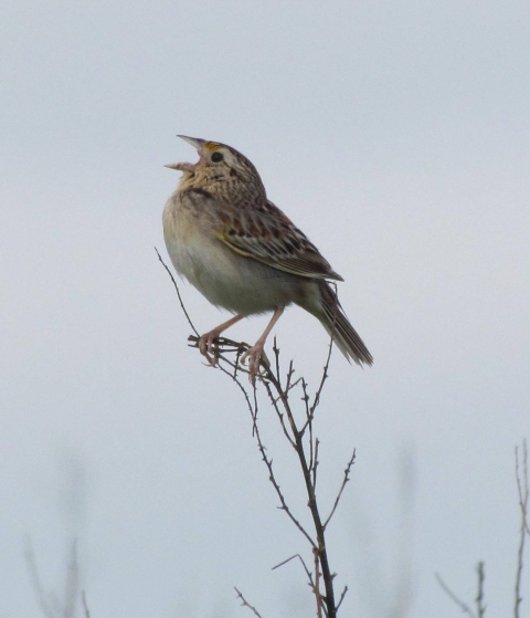Grasshopper sparrow singing on branch
