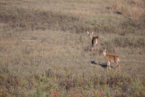 Two white tail deer in field