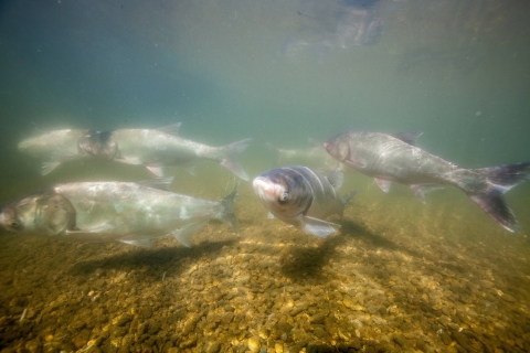 Six silvery fish swim along a rive bottom. 