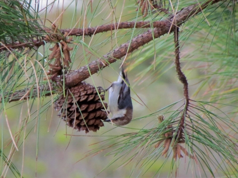 Brown-headed Nuthatch upside down feeding on seeds from a pine cone