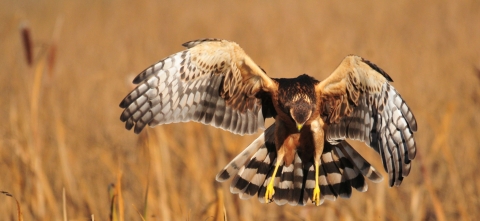 A broad-winged bird of prey called a Northern harrier prepares to land in tall golden grass at Seedskadee National Wildlife Refuge. Its tail is striped.