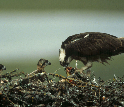 An adult osprey, a large fish-eating bird of prey, feeds hungry osprey chicks in the nest.