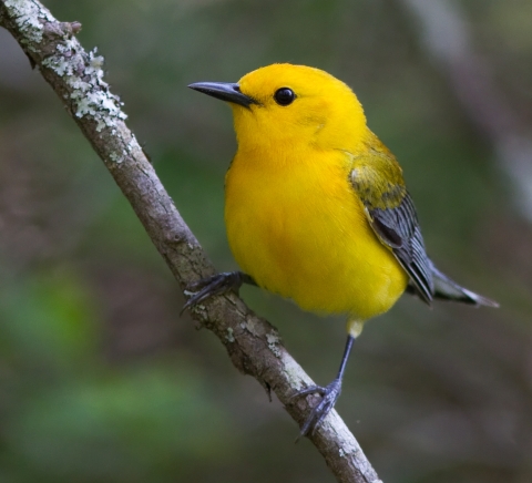 A bright yellow prothonotary warbler perches easily on a branch at Great Dismal Swamp National Wildlife Refuge in Virginia, thanks to a toe pattern that marks it as a passerine.