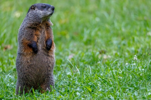 A groundhog standing in green grass