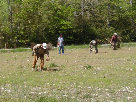 Tree planting crew in action