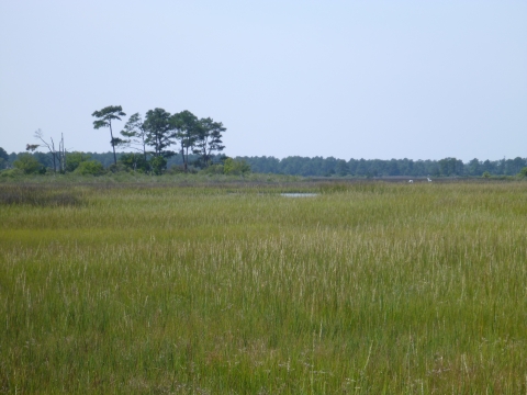 Open marsh land field