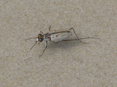 small tan beetle on sand 