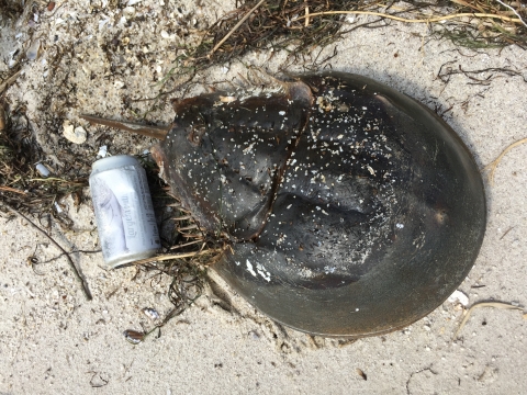 Horseshoe crab next to empty can on a beach
