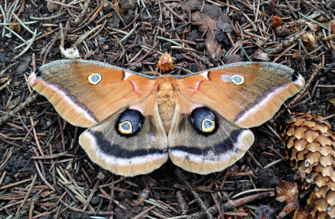 A polyphemus moth shows off its distinctive brown, blue and white coloring in the Midwest in summer.