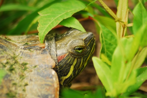 A close-up image of a red-eared slider hiding in vegetation.