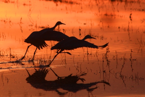 Sandhill cranes take flight from a water surface turned red by the rising sun at Bosque del Apache National Wildlife Refuge in New Mexico.