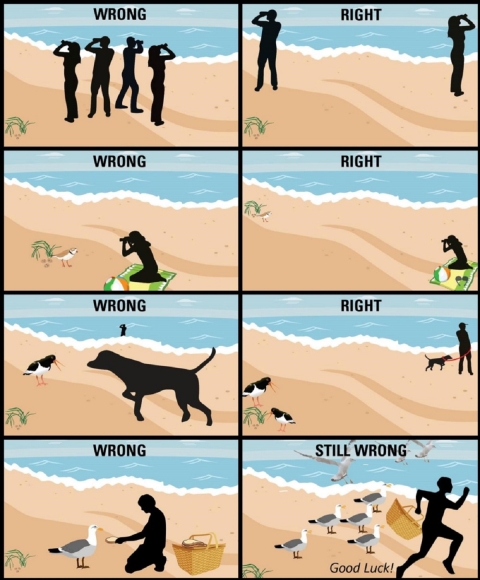 A illustrated graphic showing correct and incorrect human behaviors when visiting beaches where migratory birds reside.