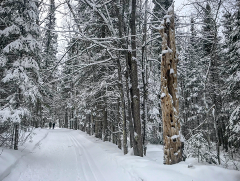 A snowy tree lined trail with people snowshoeing in the distance. 
