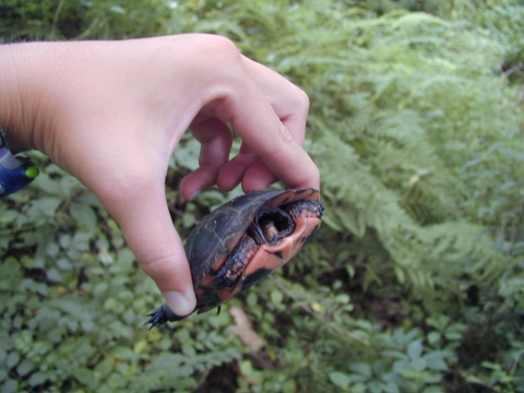 Baby spotted turtle in its shell being held