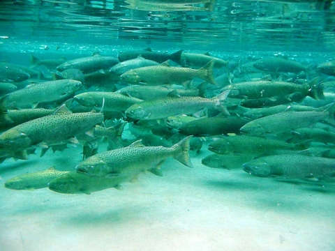 Large spotted Chinook salmon swim together right to left in an underwater view of a concrete-line tank.