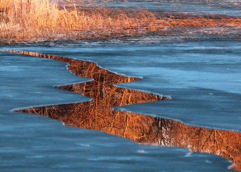 A lake's blue-tinged ice layer starts to melt and separate in spring at Tamarac Refuge in Minnesota.