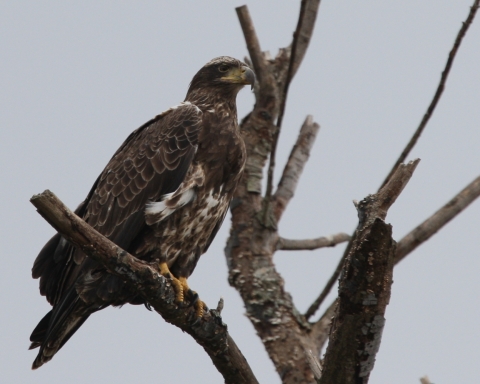 A young bald eagle perched in a tree.