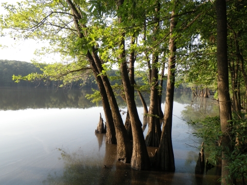A calm lake surrounded by trees.