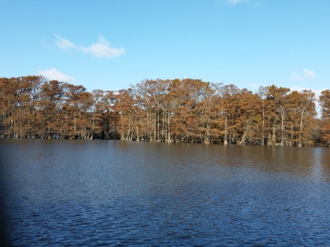 A lake with cypress trees in fall color.