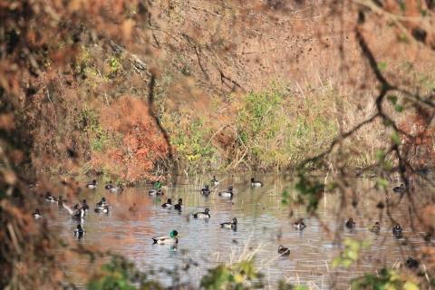 An image of waterfowl in a pond surrounded by trees.